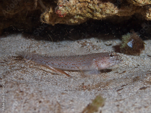 Gobius bucchichi