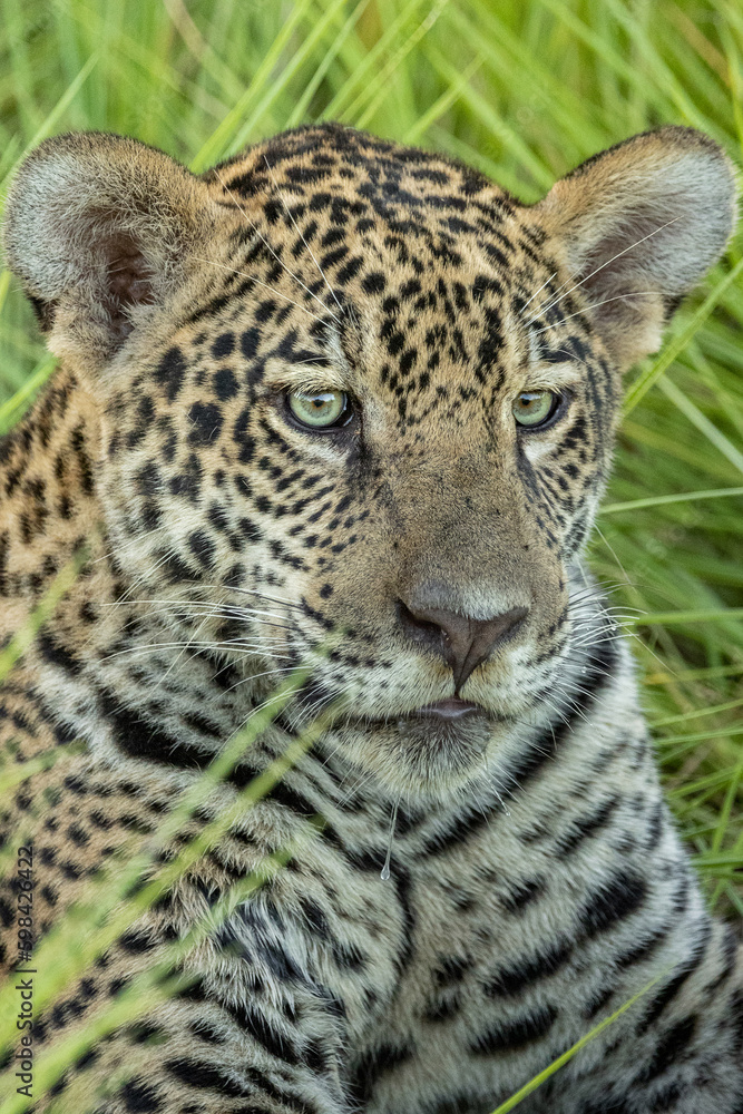 Obraz premium close up portrait of a jaguar's cub