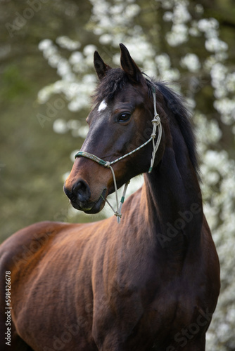 Braunes Pferd vor Kirschblüten © Nadine Haase
