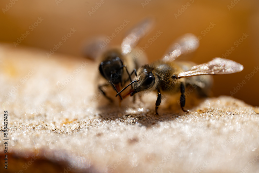 Macro closeup of bees on honeycomb in apiary Macro closeup of bees on honeycomb in apiary
