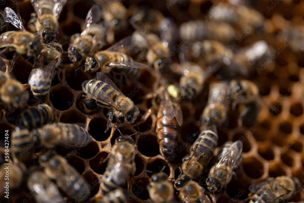 Macro closeup of bees on honeycomb in apiary Macro closeup of bees on honeycomb in apiary