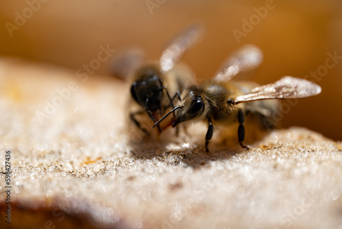 Macro closeup of bees on honeycomb in apiary