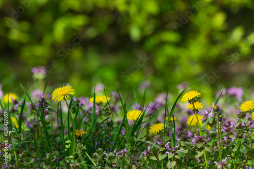 A close up of a green meadow full of colorful herbs and yellow dandelions in spring
