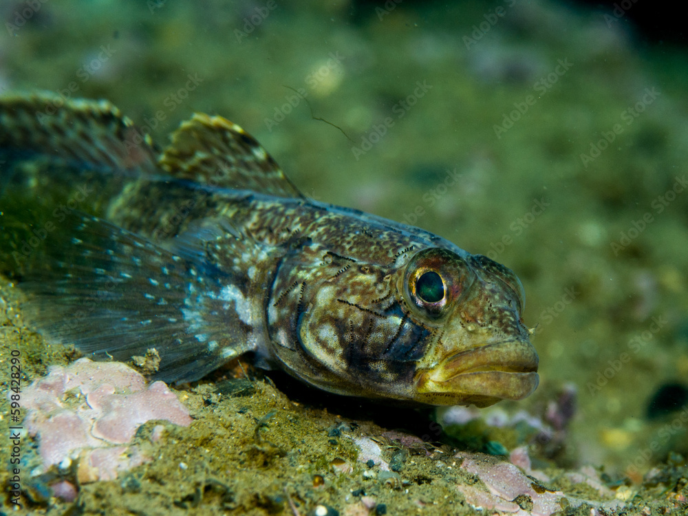 Gobius geniporus, gobio poroso. Gobius geniporus, gobio poroso.