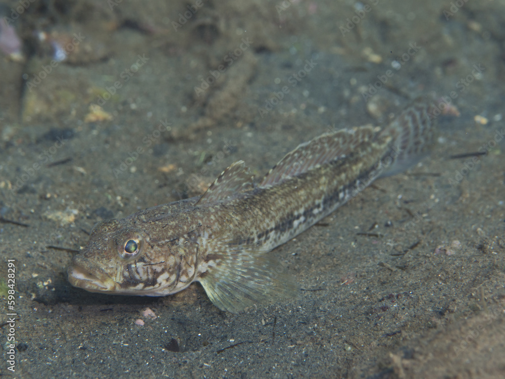 Gobius geniporus, gobio poroso. Gobius geniporus, gobio poroso.