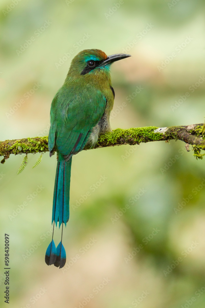 custom made wallpaper toronto digitalKeel-billed Motmot (Electron carinatum) perching on branch, Costa Rica