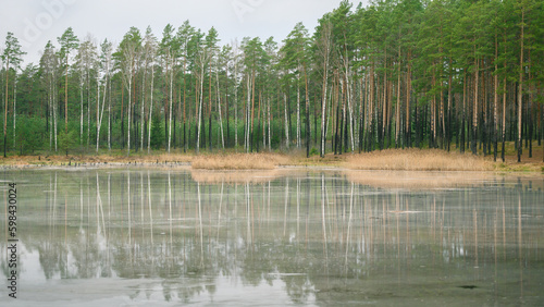Forest growing at lake and reflecting in water