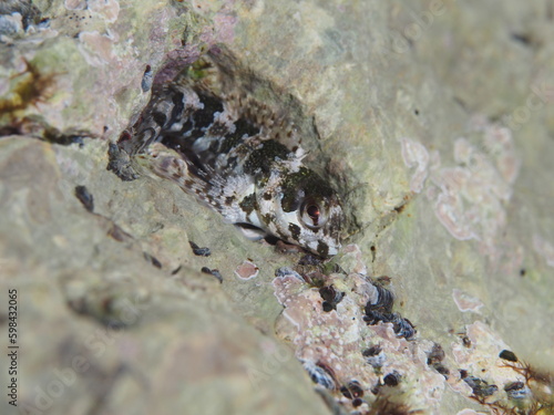 Futurra, Lipophrys trigloides photo