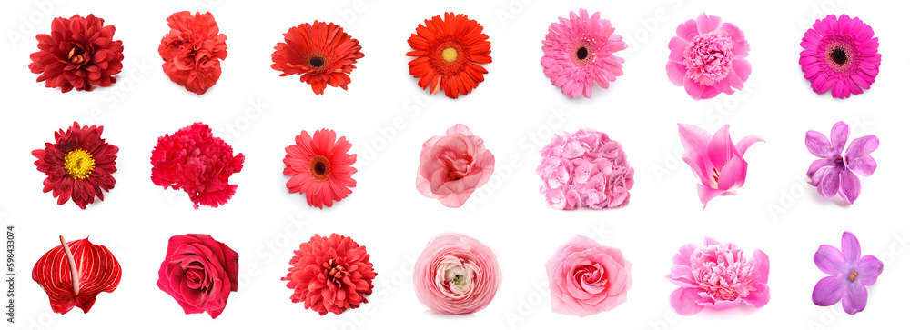 Set of many beautiful flowers on white background Set of many beautiful flowers on white background