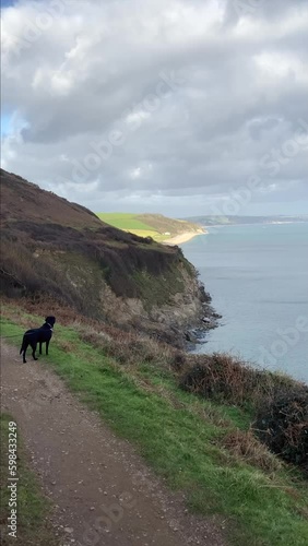 A black labrador retriever looks at the view from the South West Coast Path trail. A view of the ocean and the coastline ahead is in the background. Taken on a cloudy day - Nr Beesands, Devon, UK photo