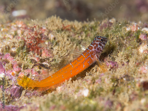 Microlipophrys nigriceps, blénido cabecinegro, babosa de mar. photo