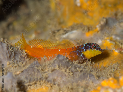 Microlipophrys nigriceps, blénido cabecinegro, babosa de mar. photo