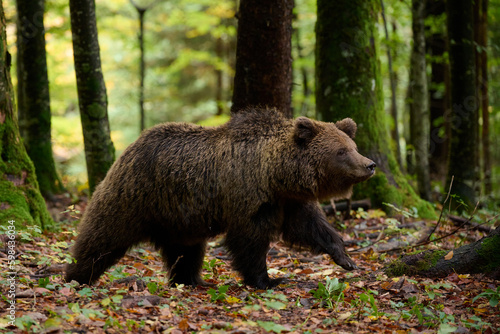 Brown bear is looking for food in a european forest. Image taken in autumn.