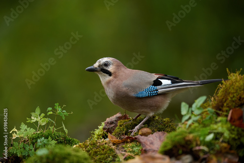 Eurasian jay (Garrulus glandarius)