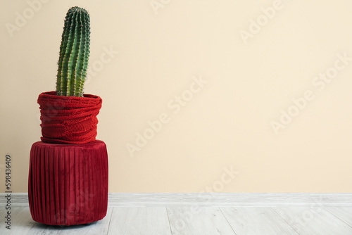 Tall green cactus plant in ...