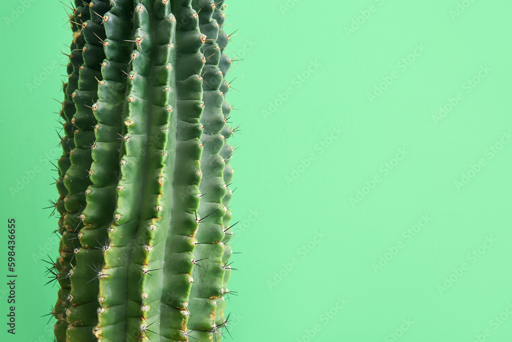 Naklejka premium Cactus on green background, closeup