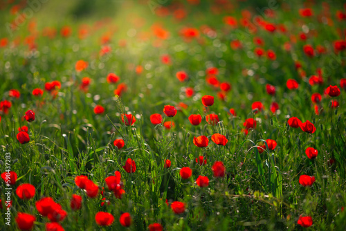 Field of red poppies