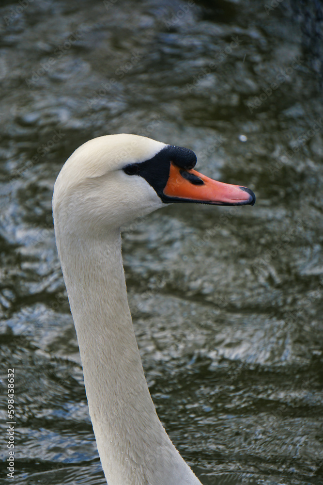 Mute swan Cygnus olor portrait. swan's head close up with lake on the background Mute swan Cygnus olor portrait. swan's head close up with lake on the background