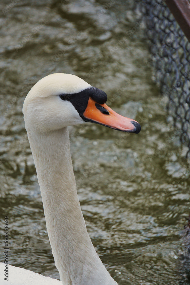 Obraz premium Mute swan Cygnus olor portrait. swan's head close up with lake on the background
