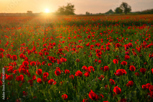 Field of poppies at sunset