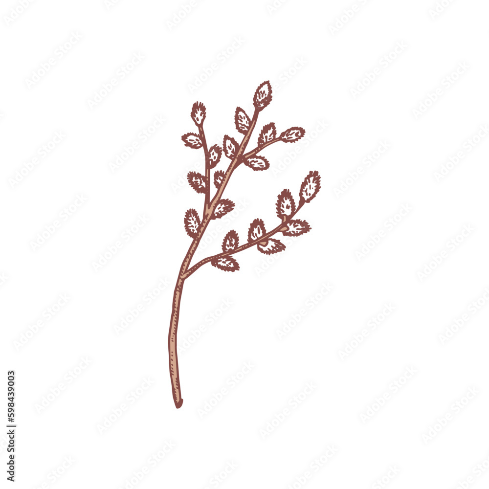 Naklejka premium Willow tree branch, hand drawn sketch vector illustration isolated on white background.