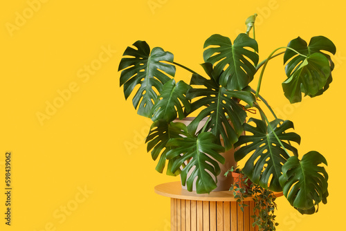 Fotografie Table with Monstera houseplant on yellow background
