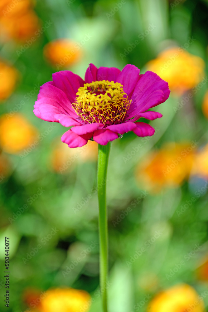 Blooming zinnia in natural conditions, flower close-up, zinnia Blooming zinnia in natural conditions, flower close-up, zinnia