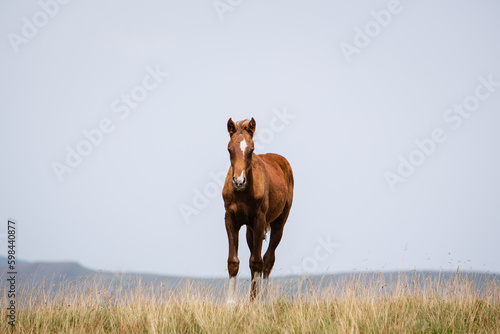 Horse in the meadow © Abdullah Bersaev