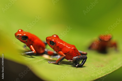 Obraz na płótnie Red Strawberry poison dart frog, Oophage pumilio, in the nature habitat, Costa Rica. Close-up portrait of poison red frog. Rare amphibian in the tropic. Wildlife jungle. Frog in the forest w salonie