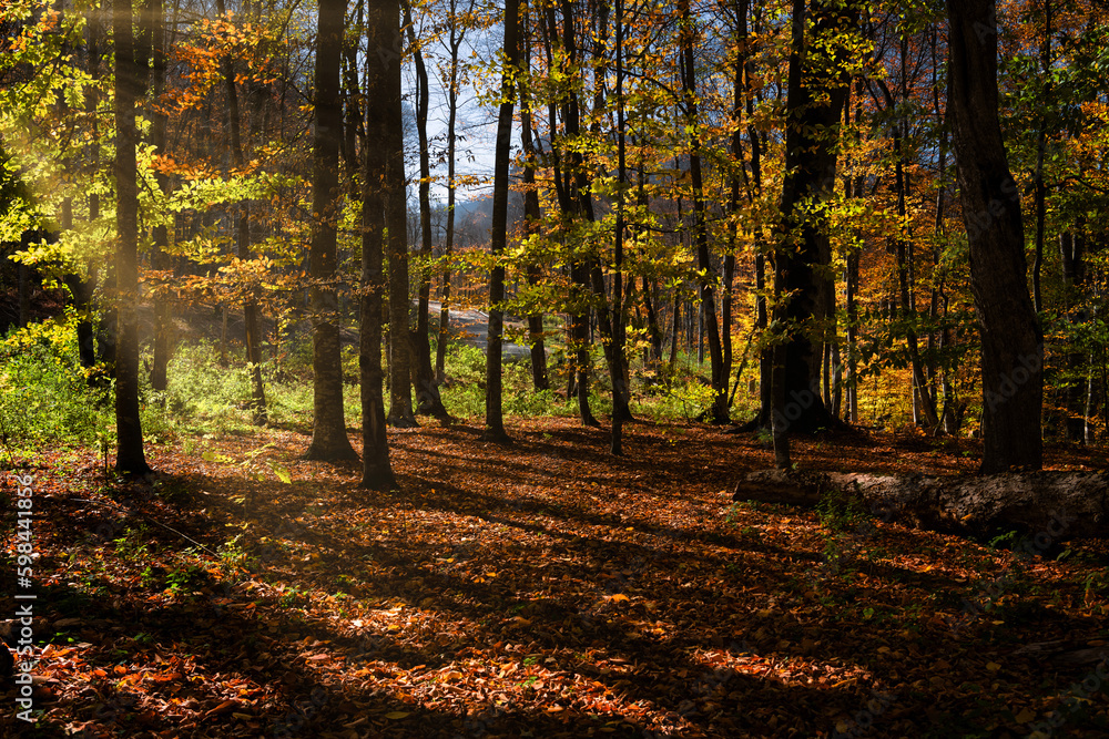 Autumn in the forest