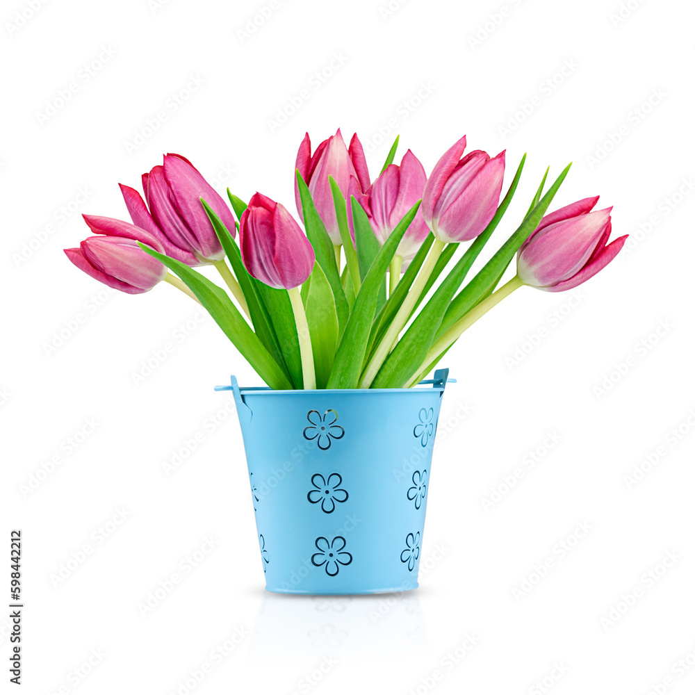 Spring pink tulips in bucket isolated on white background
