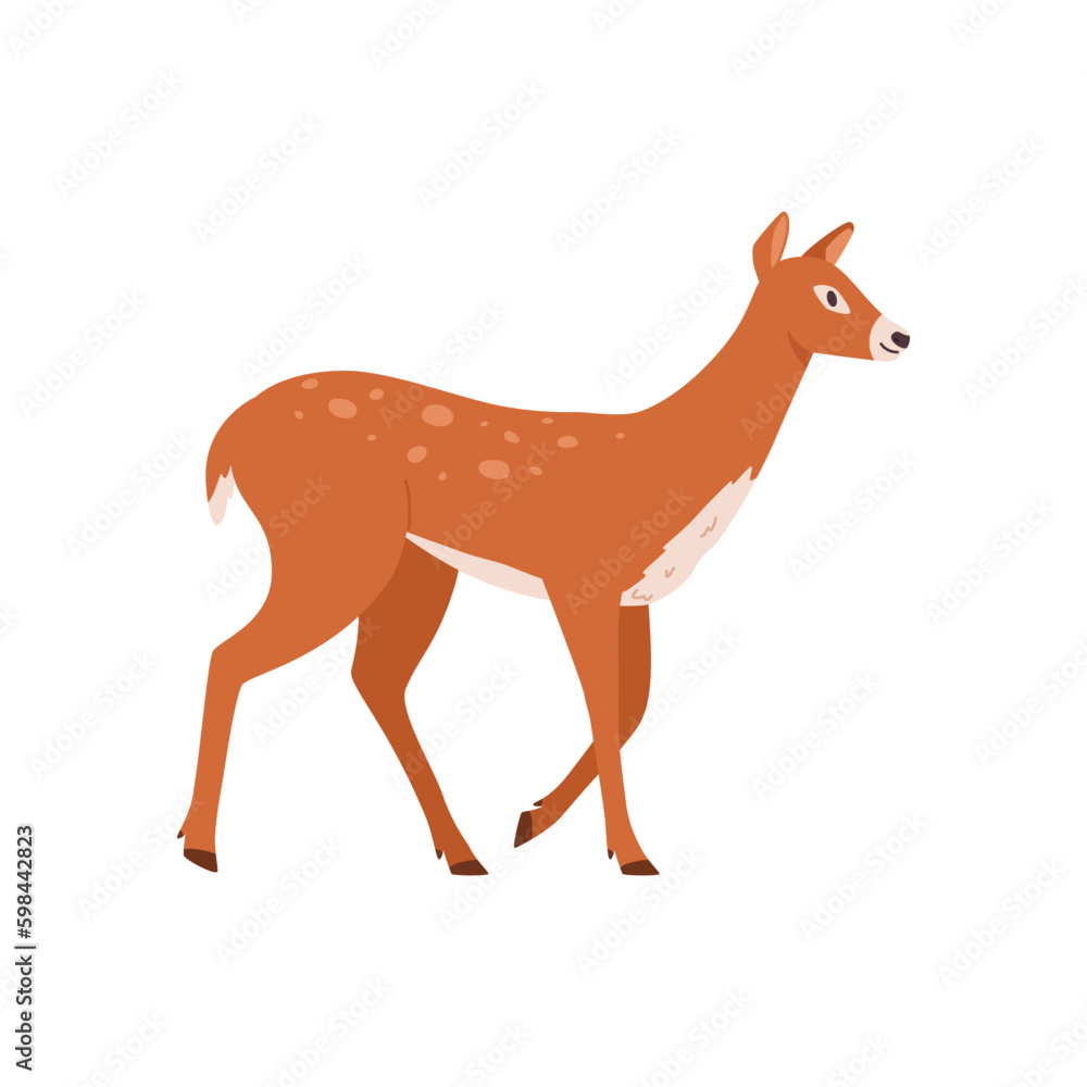 Female deer walking, cartoon flat vector illustration isolated on white background. Female deer walking, cartoon flat vector illustration isolated on white background.