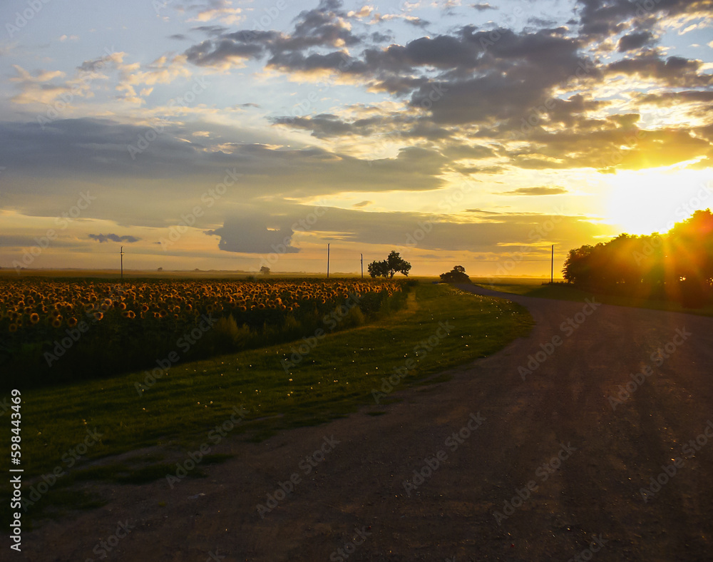 Fototapeta premium Sunset on the road and sunflowers. North Dakota.