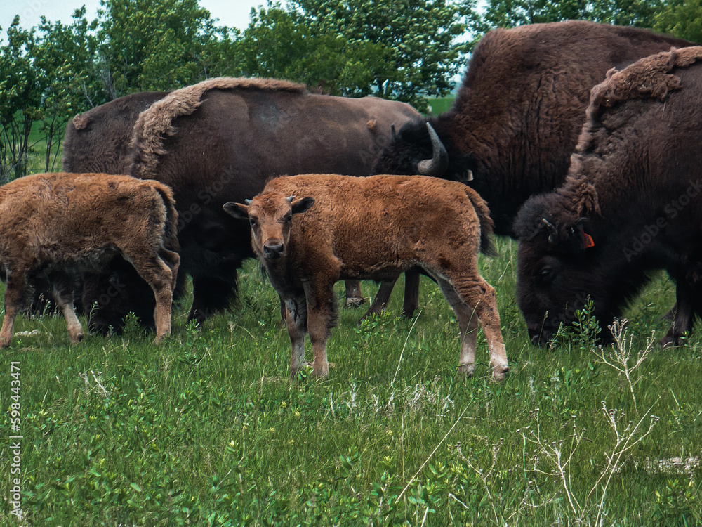 American buffalo in the field. North Dakota.