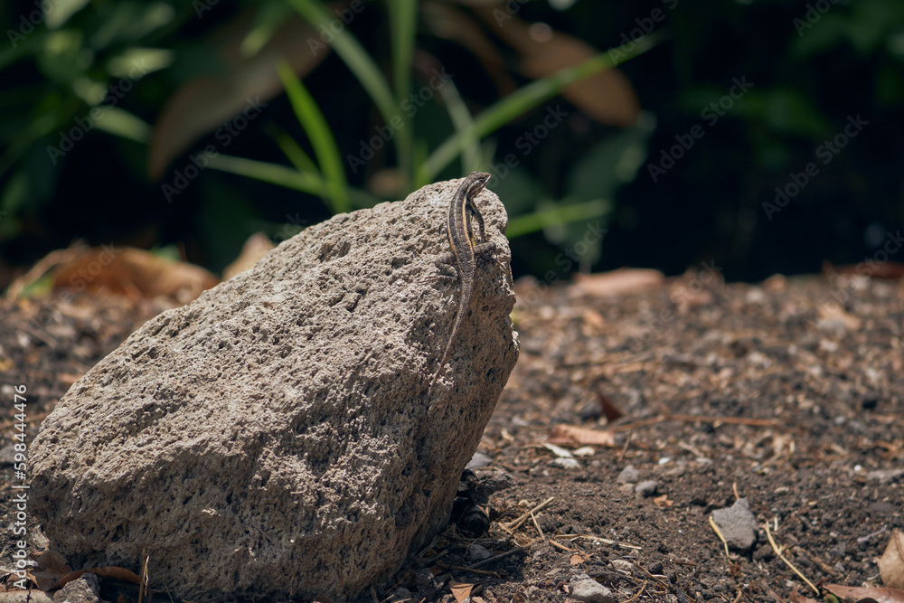 A lizard sunbathing on a rock in the solitude of the field. A lizard sunbathing on a rock in the solitude of the field.