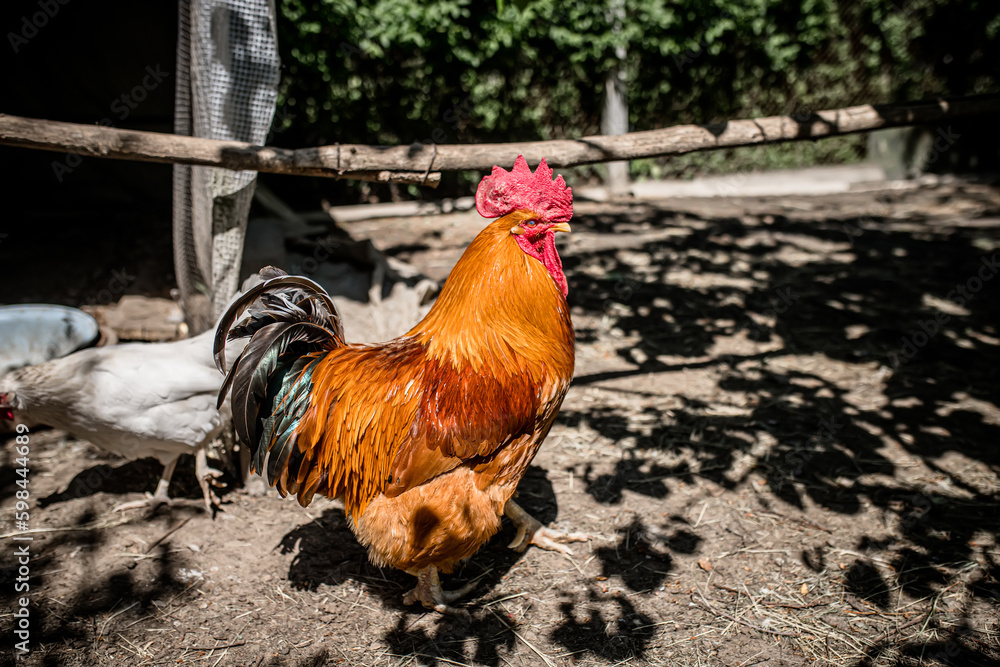 Countryside. A beautiful red rooster in a chicken coop at noon in the shade.