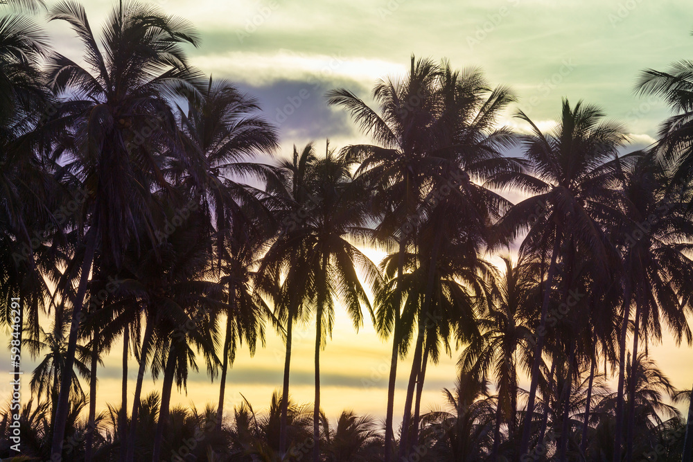 Fototapeta premium Palm plantation