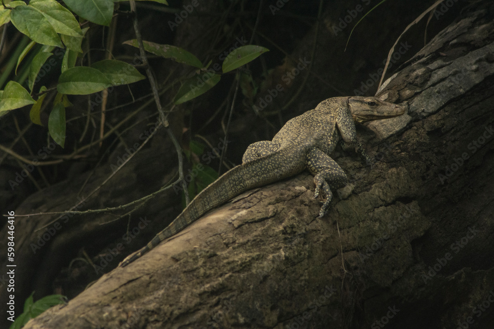 Water lizard lying on tree branch, Indonesia Water lizard lying on tree branch, Indonesia