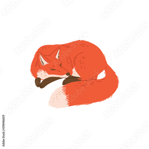 Cute red fox sleeping in ball flat style, vector illustration