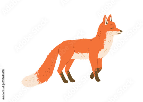 Beautiful furry fox walking, cartoon flat vector illustration isolated on white background.