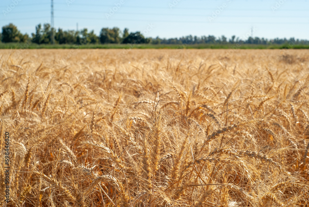 Campo de cultivo de trigo amarillo y dorado, seco por el calor del sol, bajo un cielo azul. Campo de cultivo de trigo amarillo y dorado, seco por el calor del sol, bajo un cielo azul.