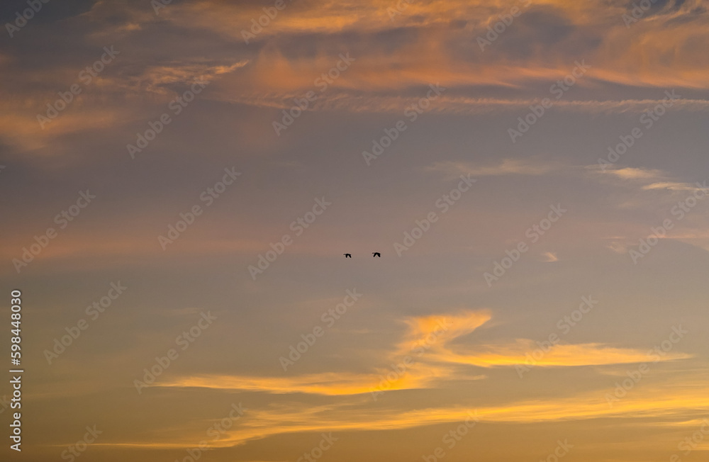 Pair of geese flying in the sky at sunset Pair of geese flying in the sky at sunset