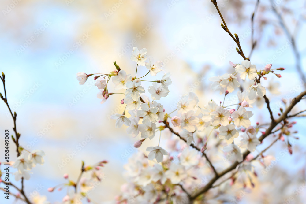 Blooming cherry branches on spring day, closeup