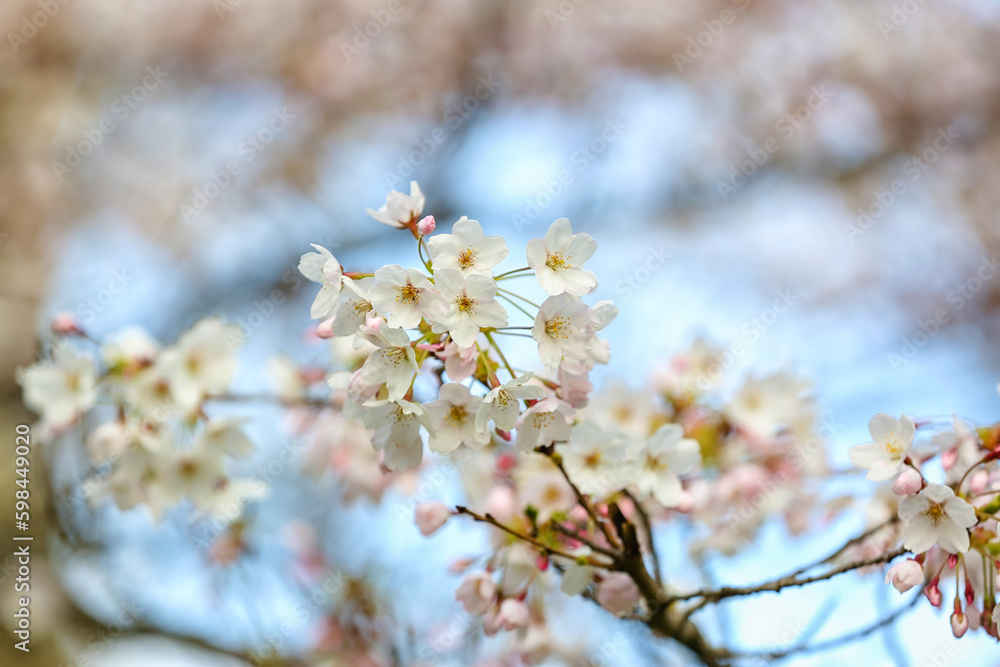 Blooming cherry branches on spring day, closeup Blooming cherry branches on spring day, closeup