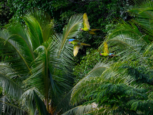 Three Great Green Macaw in flight against tropical trees