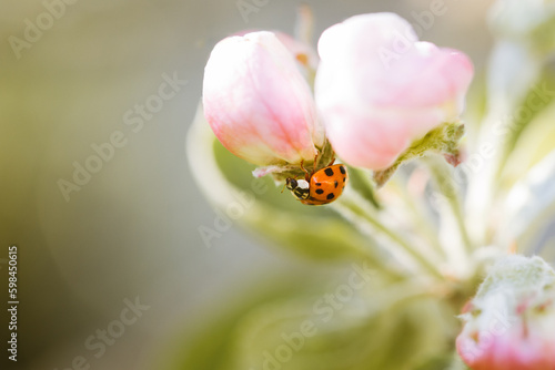 ladybug on apple blossom 