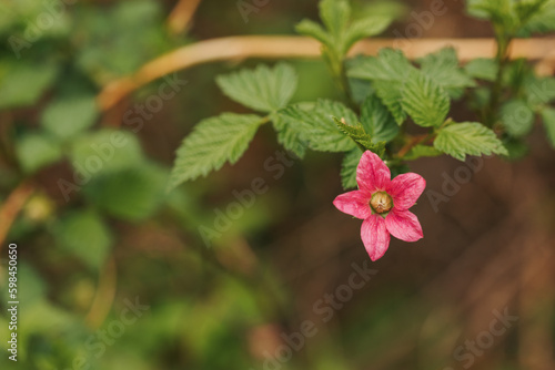 wild salmon berry bloom 