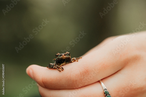 hand holding a frog