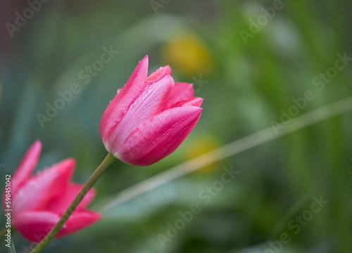 isolated pink tulips in the garden