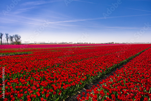Tulip Field In The Netherlands. Rural Spring Landscape With Flowers.
